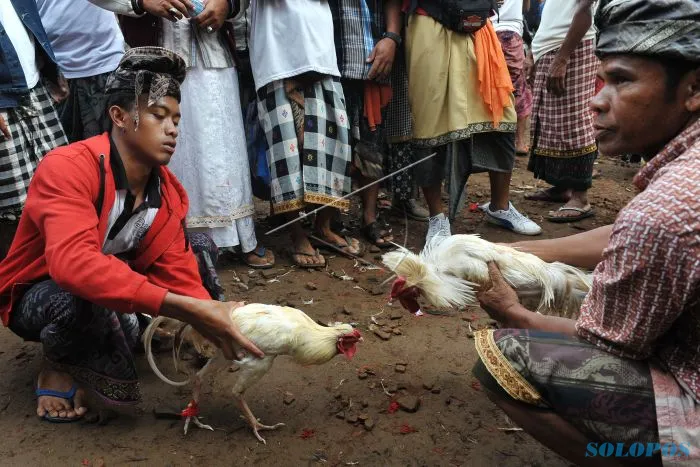 Fakta Tentang Sabung Ayam di Bali
